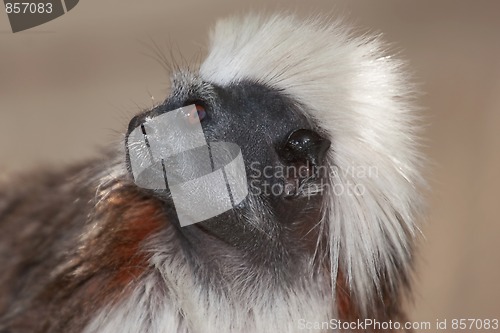 Image of Cotton Top Tamarins