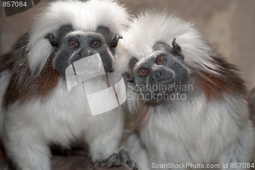 Image of Cotton Top Tamarins