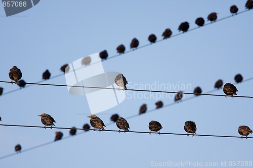 Image of Bird on a wire