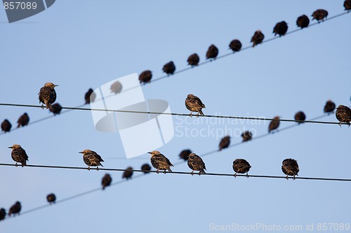 Image of Bird on a wire