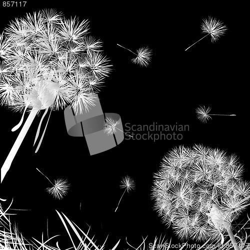 Image of Dandelions