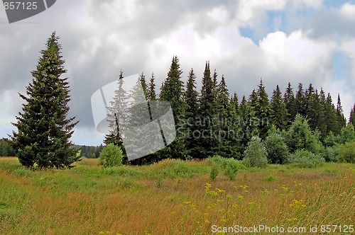 Image of A rainy summer day