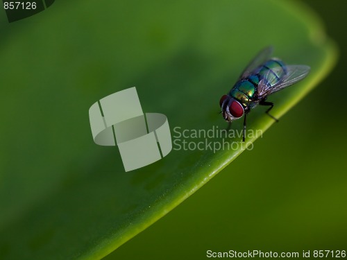 Image of Fly sit on the green leaf