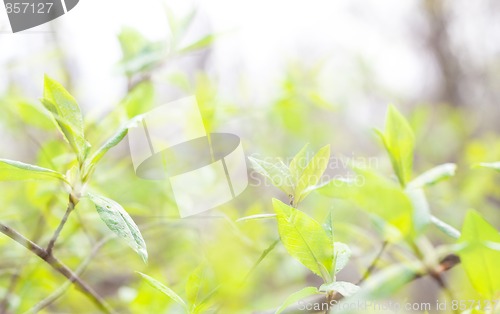 Image of The verdure leaves