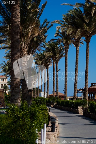 Image of sidewalk palms and clear sky