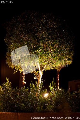 Image of night lightning in garden