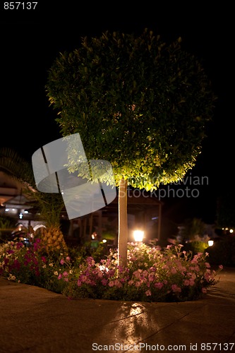 Image of night illumination of garden