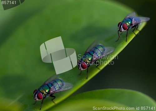 Image of queue of fly