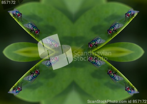 Image of Bugs and fly abstract