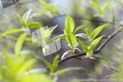 Image of verdure leaves at the spring