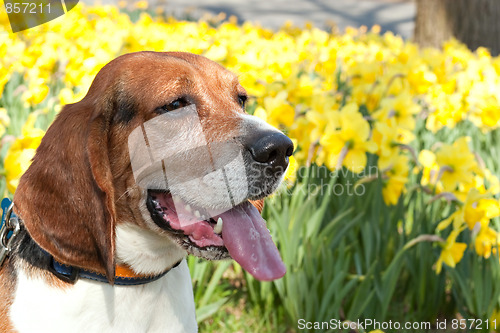 Image of Cute Beagle Dog