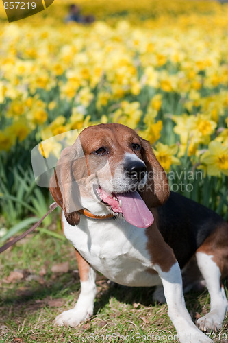 Image of Dog In the Flowers