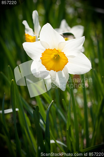 Image of White Spring Daffodils