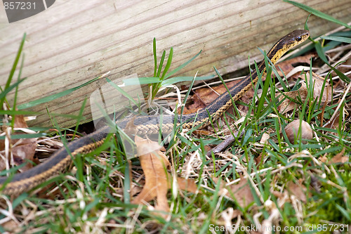 Image of Garter Snake