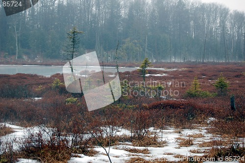Image of Swamps