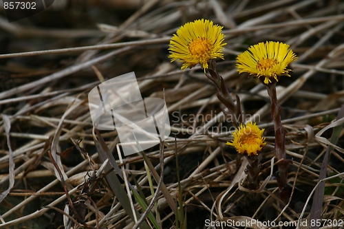 Image of Coltsfoot