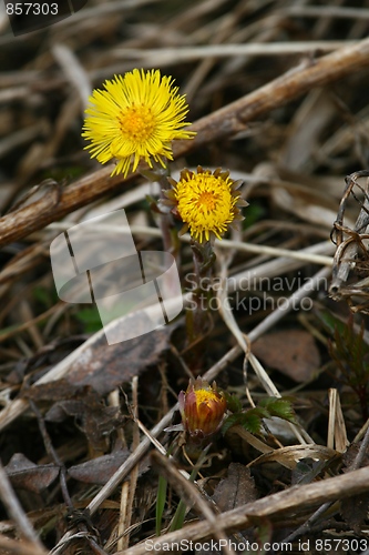 Image of Coltsfoot