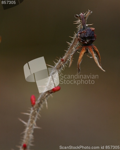 Image of Withered rosehip