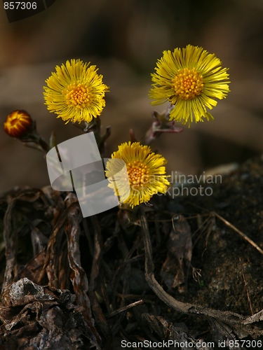 Image of Coltsfoot