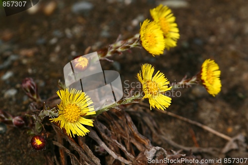 Image of coltsfoot