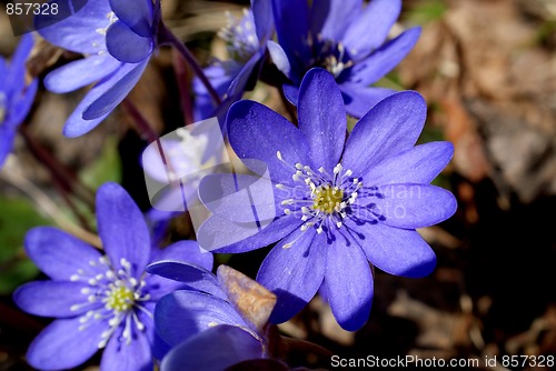 Image of Hepatica Nobilis Flowers