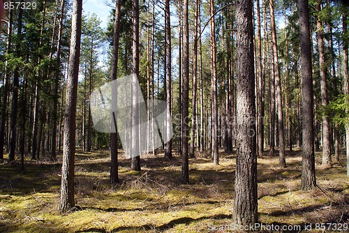 Image of Spring Forest