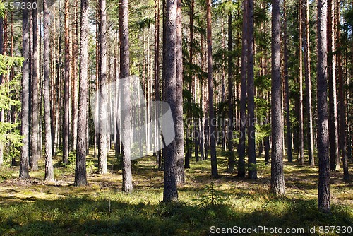 Image of Spring Coniferous Forest