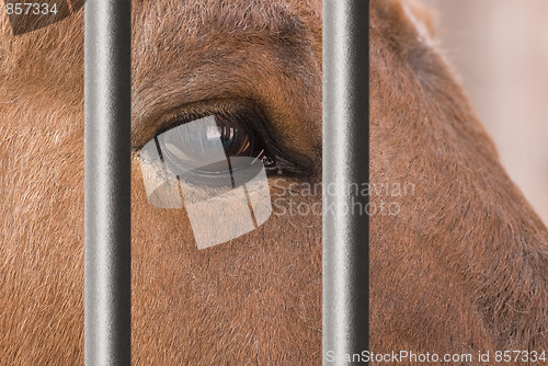 Image of Horse behind bars