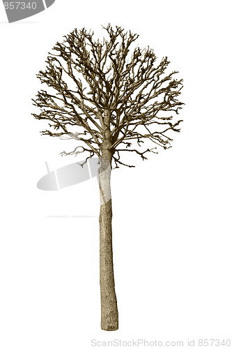 Image of Bare tree