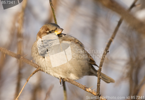 Image of Sparrow on a twig