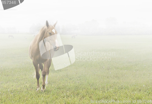Image of Horse in the mist