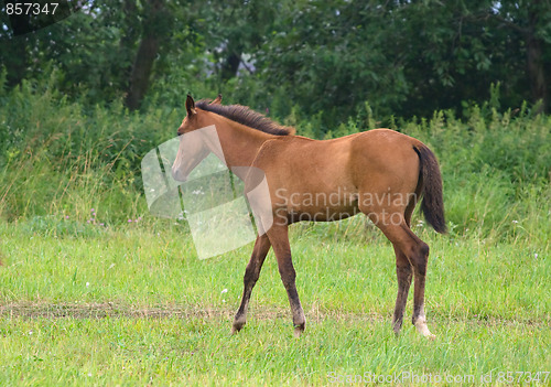 Image of Brown foal