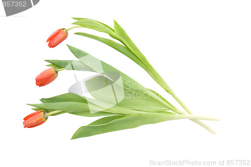 Image of Three tulips