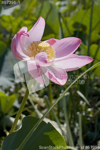 Image of Pink lotus