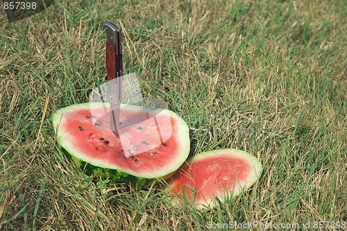 Image of Watermelon on grass