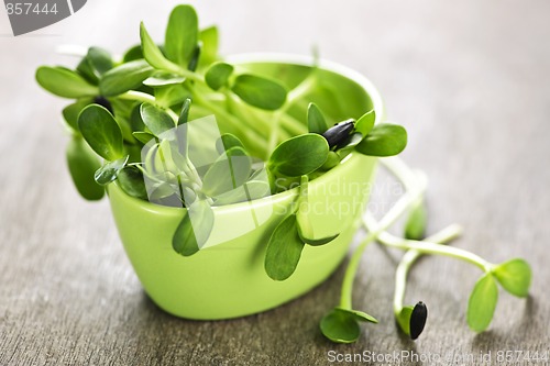 Image of Green sunflower sprouts in a cup