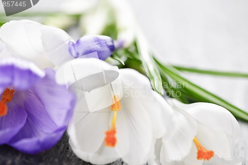 Image of Spring crocus flowers
