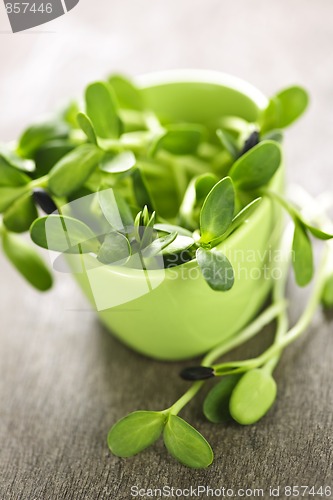 Image of Green sunflower sprouts in a cup