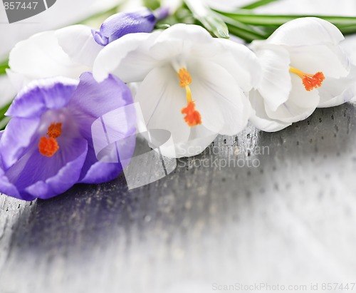 Image of Spring crocus flowers