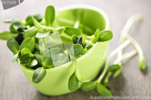 Image of Green sunflower sprouts in a cup