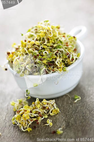 Image of Alfalfa sprouts in a cup