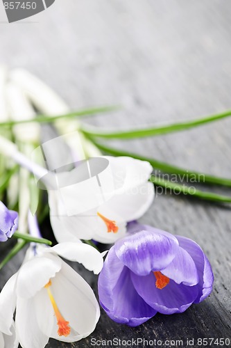 Image of Spring crocus flowers