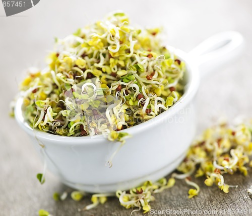 Image of Alfalfa sprouts in a cup