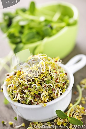 Image of Sprouts in cups