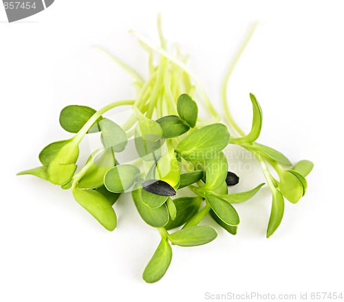 Image of Green sunflower sprouts