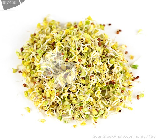 Image of Alfalfa sprouts