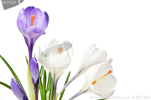 Image of Spring crocus flowers