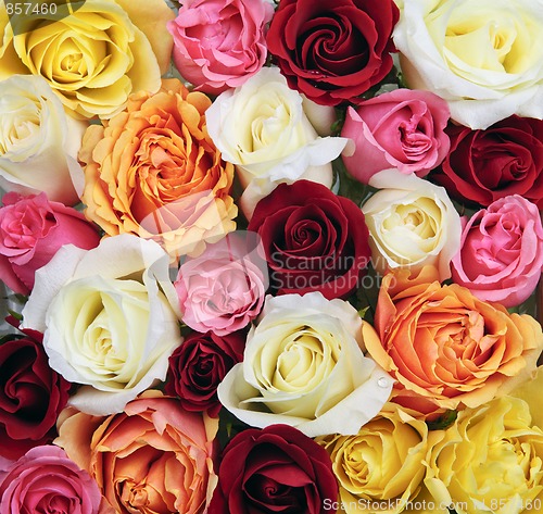Image of Background of rose blossoms