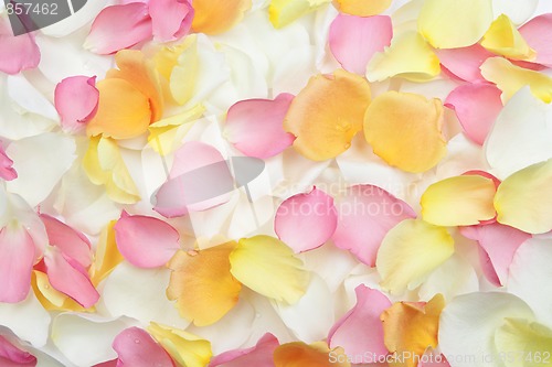 Image of Rose petals background