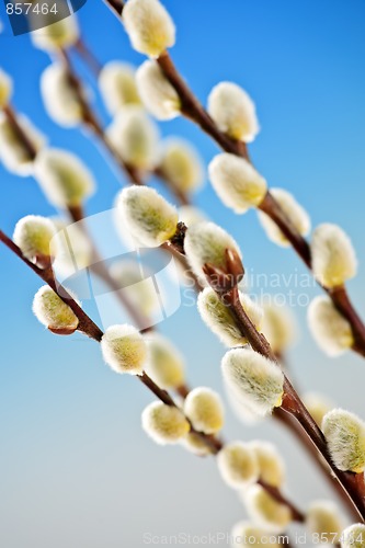 Image of Spring pussy willows